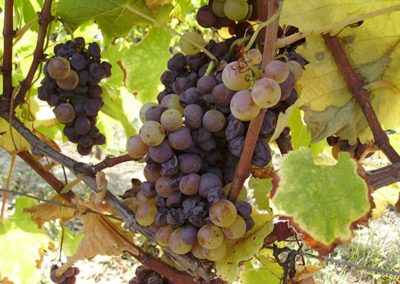 Château La Bertrande grape cluster - CADILLAC COTES-DE-BORDEAUX LOUPIAC-